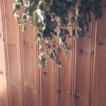 Sauna: changing room and rest area 